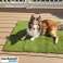 Tapis multi-usages pour chien en herbe, Toilette naturelle pour animaux, Tapis confortable et durable, imperméable, 70x45cm - Doggo photo 6