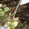 Rimozione del diserbo VENDITA- Estrattore di erbacce, Diserbante da giardino, Rimozione di erbacce foto 3
