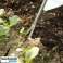 Weeding removal SALE- Weed puller, Garden weeder, Weed remover image 3