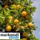Appelsiner fra Spania, friske og aromatiske - fra plantasjen - fra økologisk landbruk bilde 2
