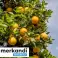 Naranjas de España, frescas y aromáticas - de la plantación - procedentes de agricultura ecológica fotografía 2