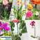 Support pour plantes et fleurs, support pour fleurs de jardin, tuteurs floraux, porte-plantes, pour une croissance saine des plantes, 5 pièces, 37 cm de long - Planty photo 1