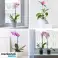 Support pour plantes et fleurs, support pour fleurs de jardin, tuteurs floraux, porte-plantes, pour une croissance saine des plantes, 5 pièces, 37 cm de long - Planty photo 6