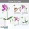 Support pour plantes et fleurs, support pour fleurs de jardin, tuteurs floraux, porte-plantes, pour une croissance saine des plantes, 5 pièces, 37 cm de long - Planty photo 5