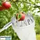 Cueilleur de fruits, outil de cueillette de fruits, accessoire de cueillette de pommes, diamètre 16cm – Fruitpicker photo 4