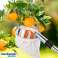 Cueilleur de fruits, outil de cueillette de fruits, accessoire de cueillette de pommes, diamètre 16cm – Fruitpicker photo 5