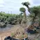 Huutokauppa. Bonsai-oliivipuu (noin 200 vuotta vanha), kestävä kuva 2