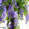 Fiori artificiali di edera setosa WISBLOOM foto 4