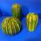 Scultura Cactus palla verde 15cm / 16cm / 22cm foto 5