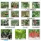 Presentazione: Cucitrice per legatura di piante PlantFix foto 3