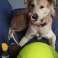 Dog toy tennis ball giant XXL 24cm image 2