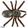 Robot télécommandé Spider TARANTULA TÉLÉCOMMANDE photo 3