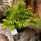 Artificial plant Palm in plastic pot 26 cm 3 assorted image 4