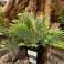 Kunstig plante Palme i plastpotte 26 cm 3 assorterte bilde 2