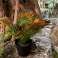 Kunstig plante Palme i plastpotte 26 cm 3 assorterte bilde 3