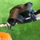 Electric lawn mower (new) - (Stihl, RME 235) - (33 cm) image 3