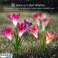 Even voorstellen: Decoratieve Solar Flowers LilyFlow foto 2