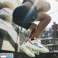 Elegante klesvalg: Sportsshorts Endurion bilde 5