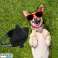 Traitement pour animaux de compagnie ED 89963 : Harnais pour chien L 70 86cm photo 6