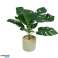 Konstgjord växt i cementkruka 40 cm 3 blandade Monstera Deliciosa - Schweizisk ostväxt / Strelitzia / Dieffenbachia bild 3