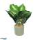 Konstgjord växt i cementkruka 40 cm 3 blandade Monstera Deliciosa - Schweizisk ostväxt / Strelitzia / Dieffenbachia bild 1