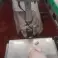 Frozen Chicken Halal and Several Chicken Parts image 5