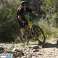 Bici elettrica BAFANG FULL MTB all'ingrosso Shimano Samsung Suntour AFFARE foto 5