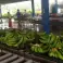 Cavendish bananas from the Ivory Coast image 2