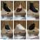 Clarks Restposten NEU Damen Schuhe Sneaker Stiefel Pumps Leder Women Business Bild 3