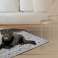 Hundebettmatte 120x80 cm Wasserdichte Knochen Schwarz Bild 1