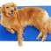 Gel cooling mat for animals 60x100 cm image 2