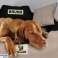 Hundebett Laufgitter KINGDOG 130x105 cm Personalisiert Wasserdicht Dunkelgrau Bild 5
