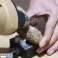 Discover the PowerSpin Rotary Tool Unmatched Versatility for Professionals image 1