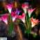 Even voorstellen: Decoratieve Solar Flowers LilyFlow foto 6