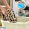Révolutionnaire PiPad Dog Hygiene Pad Elevate Pet Care Solutions Rjava #2 variation photo 2