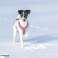 Finnero Hundegeschirre Bild 3
