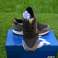 Trainer ASICS Großhandel Schuhe Kinder Kinder Neues Original ****Niedriges Minimum*** Bild 6