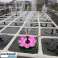 Solar fountain in the shape of a lotus SOLOTUS image 4