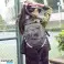 Подобрете предлагането си с универсалната водоустойчива чанта за фитнес SportPack Синьо-бяла вариация картина 4