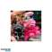 Obesek za ključe z lokom TEDDY FUCHSIA BRL351F fotografija 3
