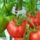 Pinces à tomates, 50 pcs. PRODUIT DE LA SAISON SUPÉRIEURE photo 1