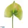 Countryfield Fleur Artificielle Anthurium 67 cm couleurs variées blanc / vert / rose / multicolore 58 cm photo 1
