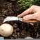 Couteau de jardin et champignon en forme de faucille photo 4