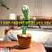 Cactus dansant interactif photo 6