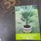 Auction: Chamaerops Humilis (hardy) image 2
