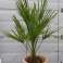 Auction: Chamaerops Humilis (hardy) image 1