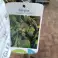Auktion: Haselnuss (Corylus avellana Pendula) - veredelt, winterhart Bild 1