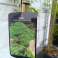 Auction: Lot of Japanese slit maples (hardy) - 2 pieces image 1