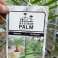 Auktion: Phoenix Roebelenii Palme Bild 1