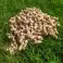 MUTEKI PELLET CAT LITTER 15KG image 2